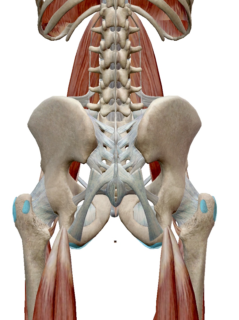 Sit Bone Pain  Ischial Bursitis Information